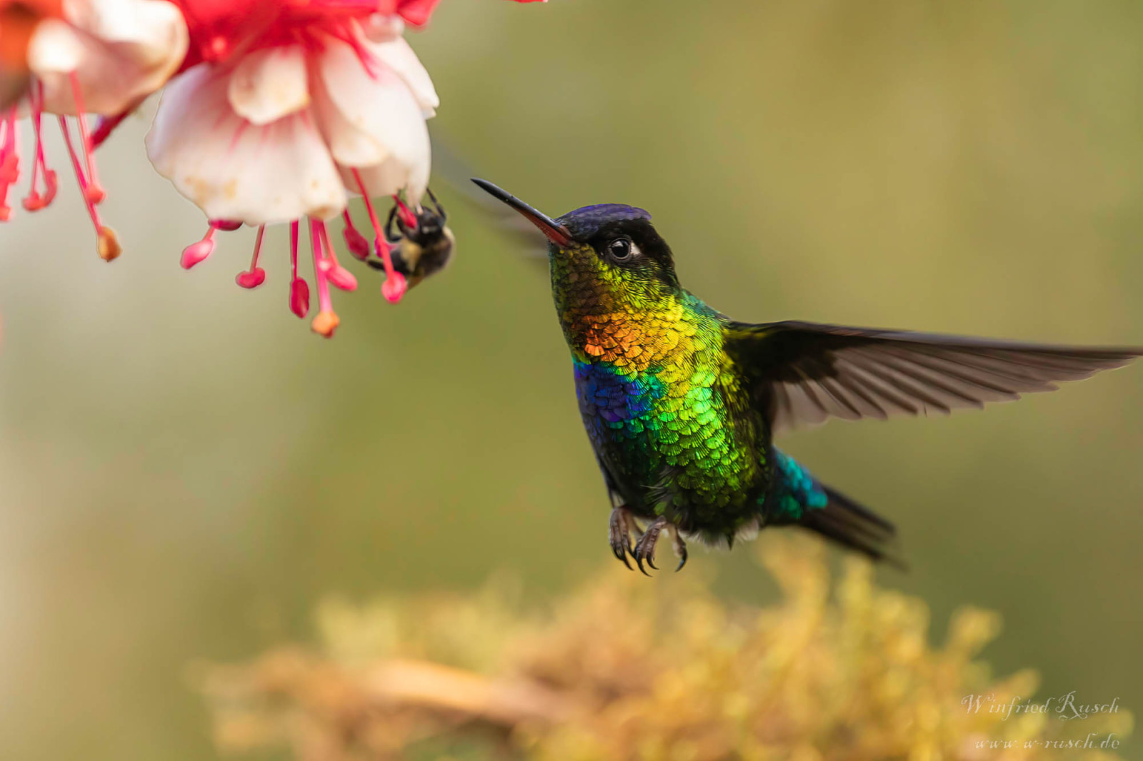 image Fiery-throated Hummingbird